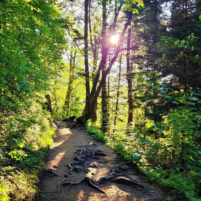 View from the trail Near Smokies Challenge Adventure Run (SCAR)