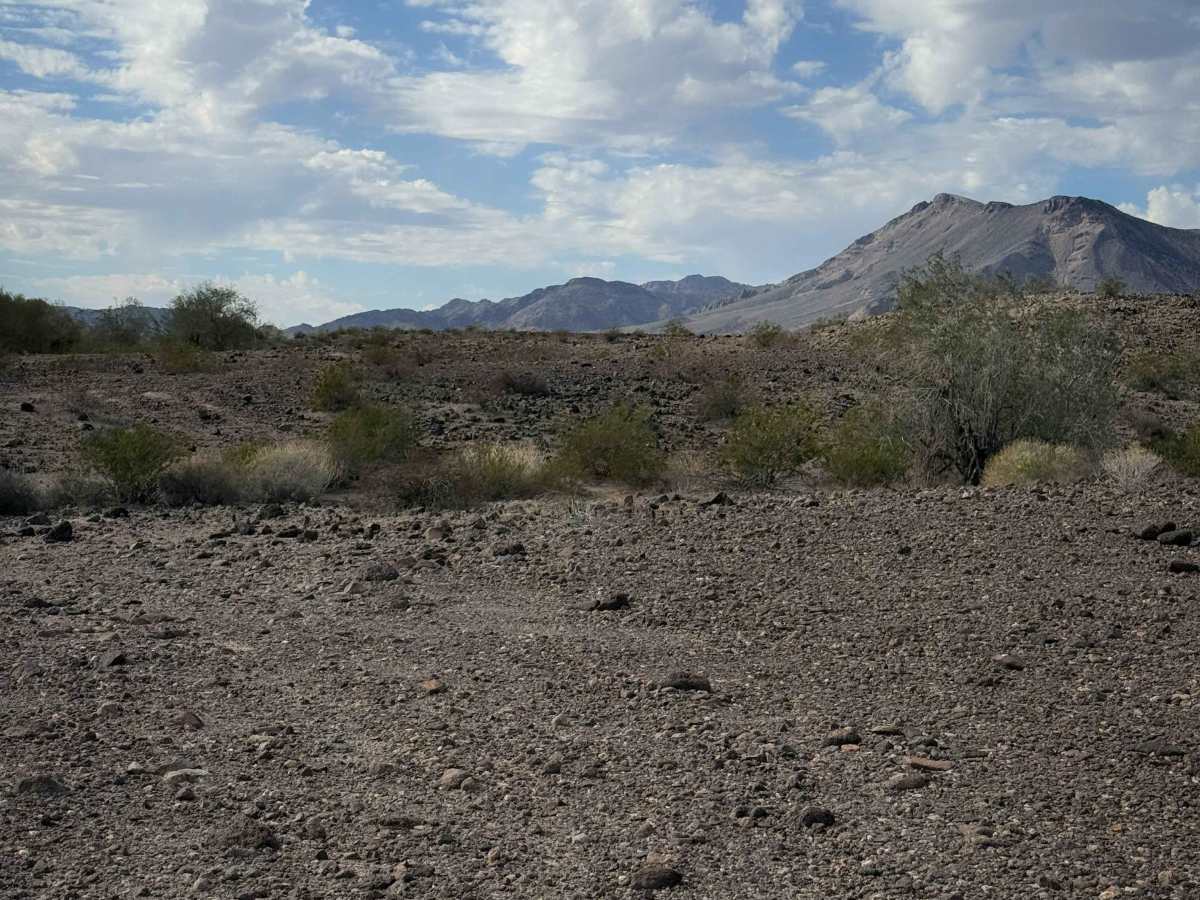 Sonoran Spur  photo 2