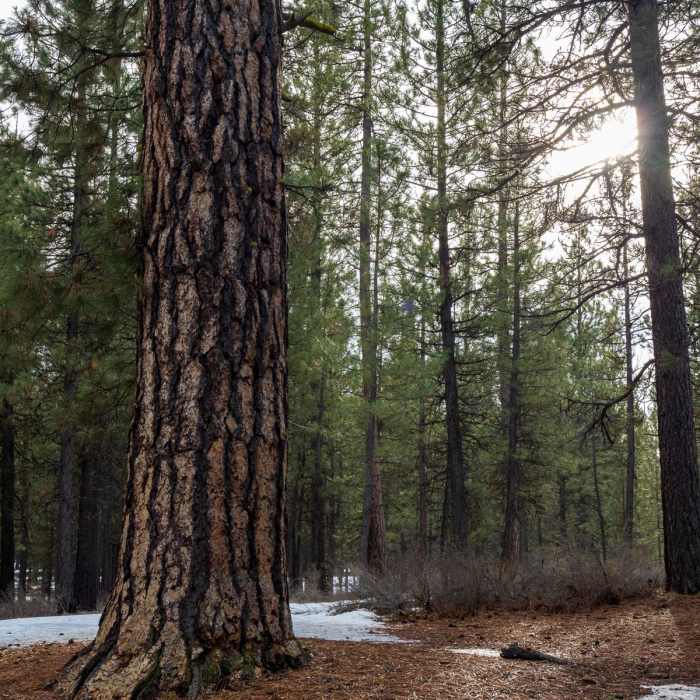 Near Deschutes River Loop