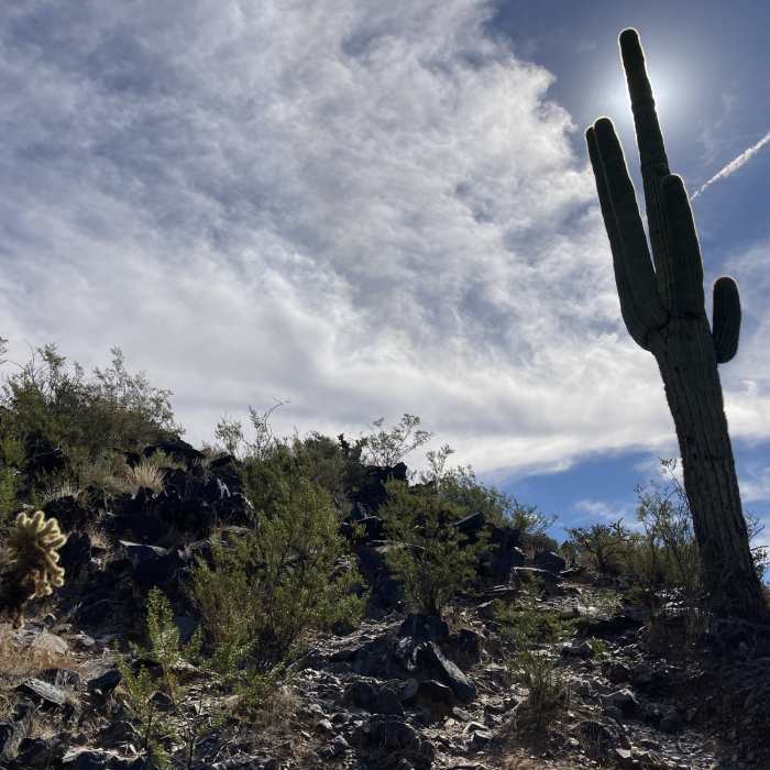 Unique AZ plant life Near Black Mountain