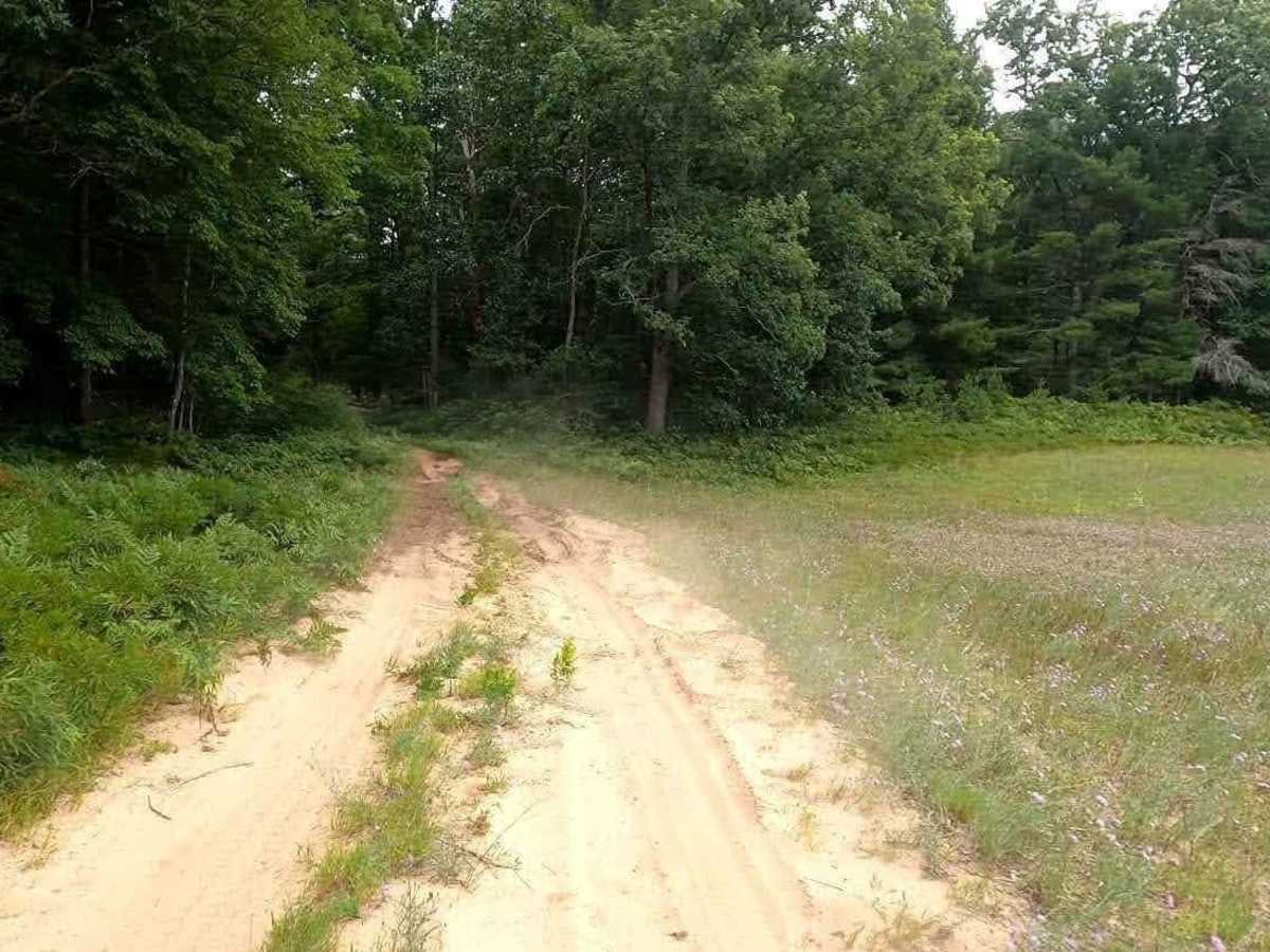 Narrow Wooded Grass Trail photo 5