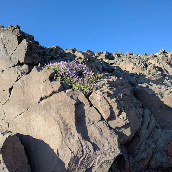Near Steens Mountain Summit Trail