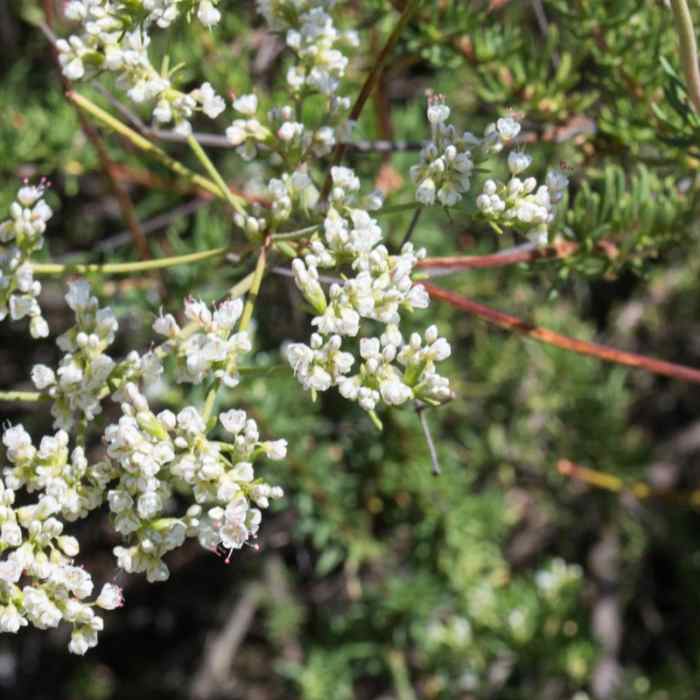 Near Iron Mountain Peak Trail #10