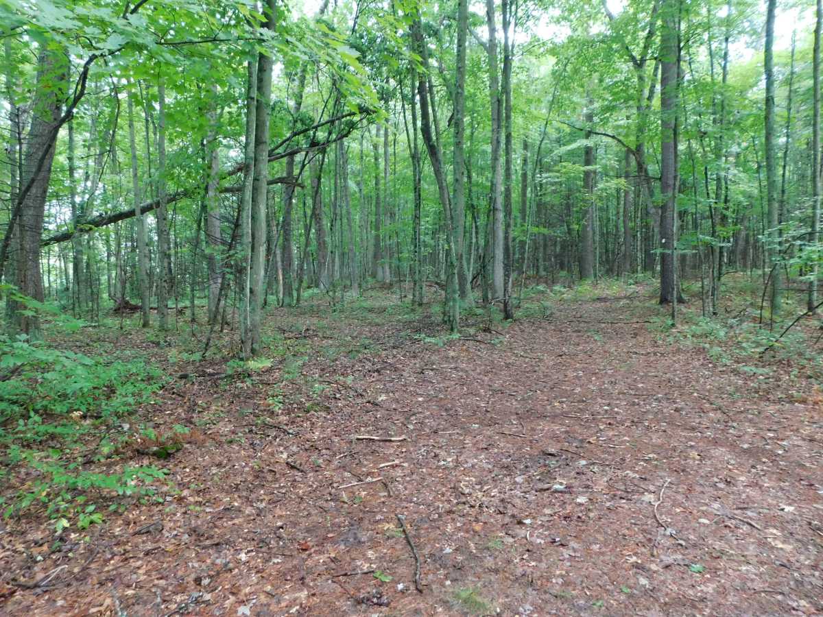 Linderman Road Forest Route photo 6