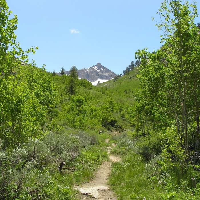 Near Thomas Creek Trail