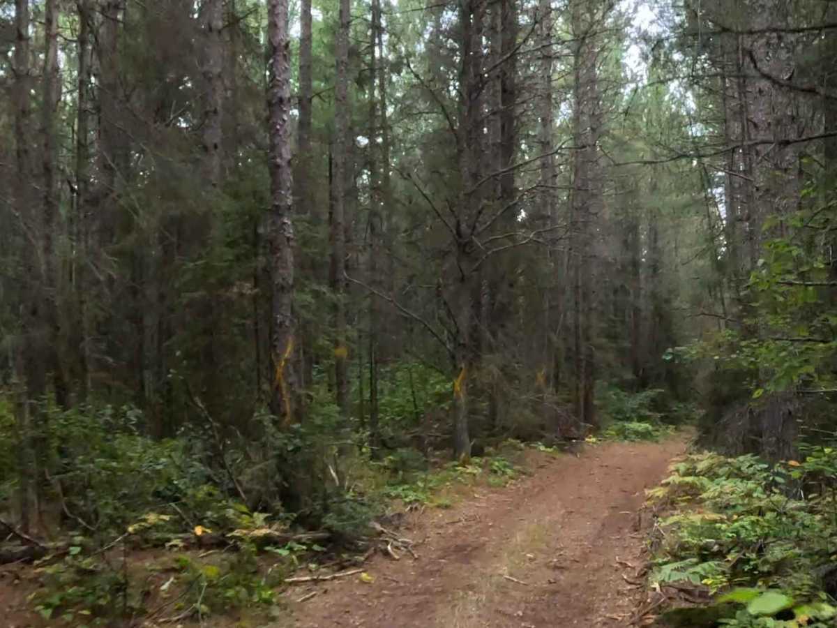 Beaver Road - FS 1892 photo 6