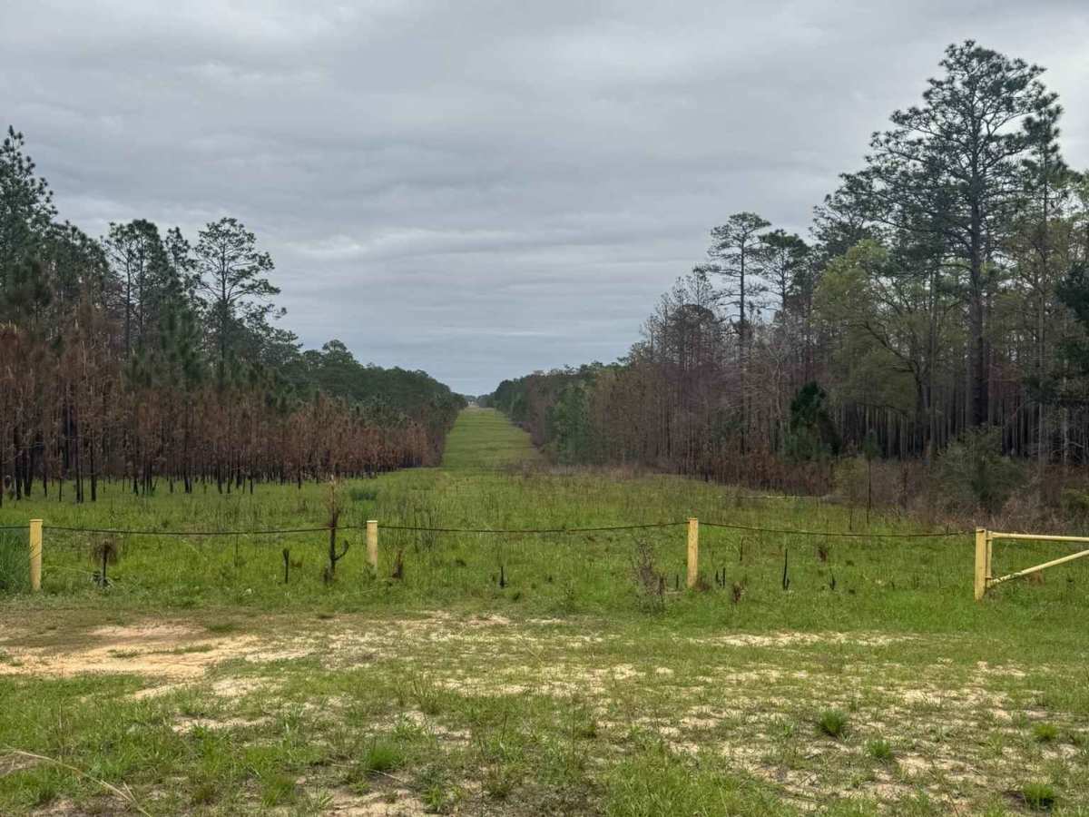 Longleaf Pine Run photo 4