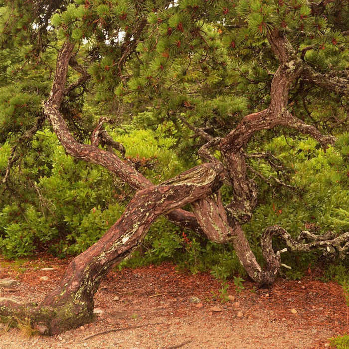 Near Wonderland Trail