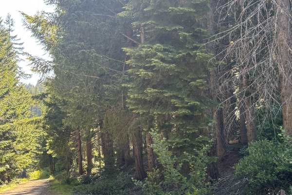 Buck Basin - FS 6600-300