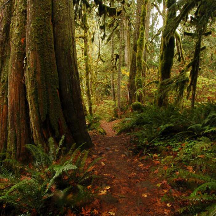 Large western red cedars are found along this trail. Some have fallen over in the last few years. Photo by USFS. Near Old Salmon River Trail #742A