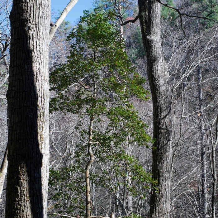 Near Gregory Ridge Trail