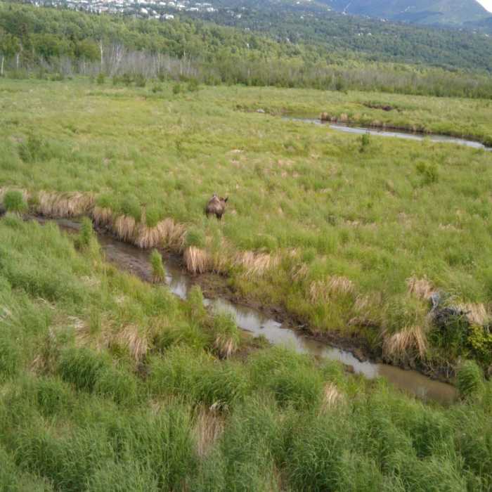 Moose at Potter Marsh Near Potter Marsh Tour