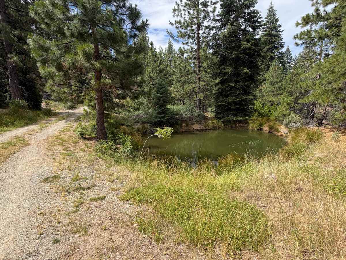 Wallow - FS 20N126 trail photo