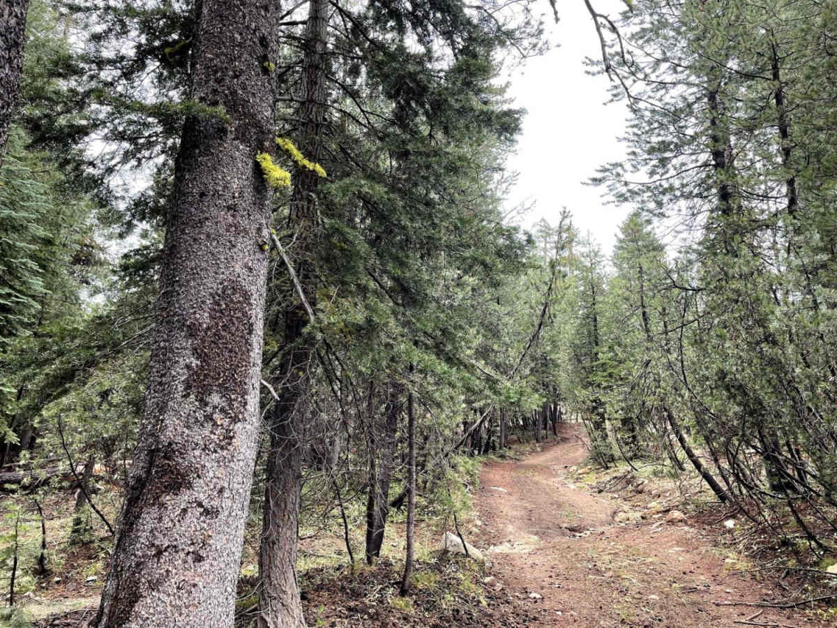 Old Tamarack photo 2