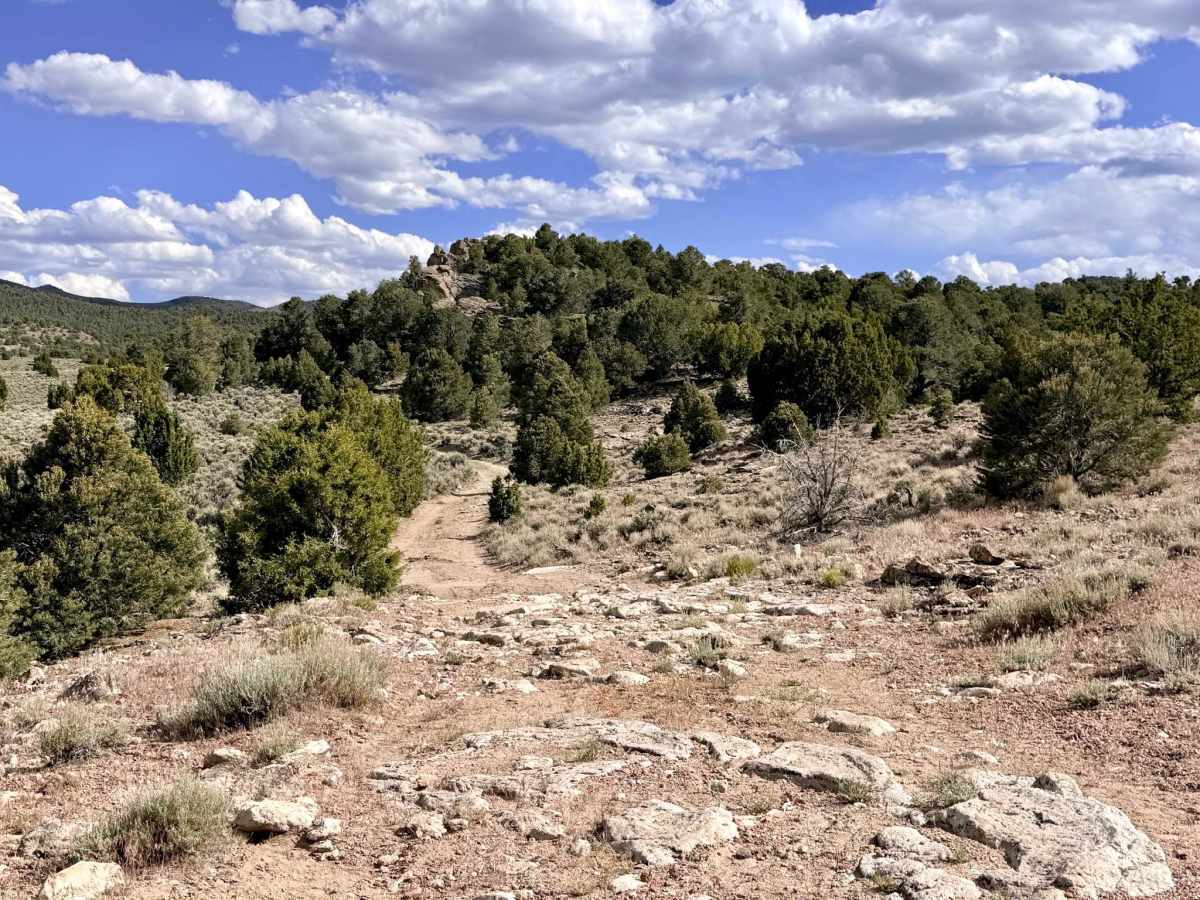 Willow Creek - FS 43372 trail photo