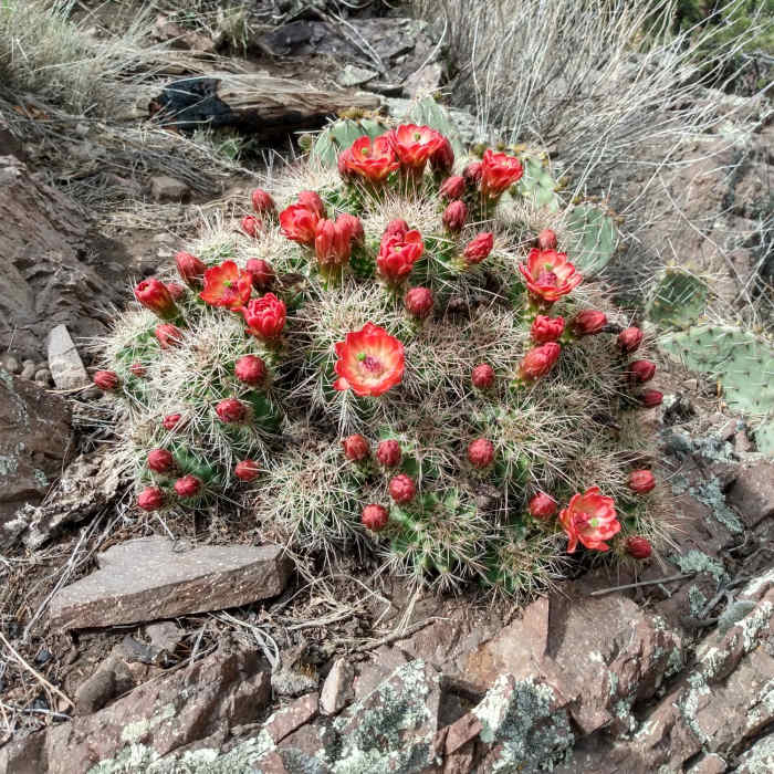 Near T93 Perk Canyon Connector
