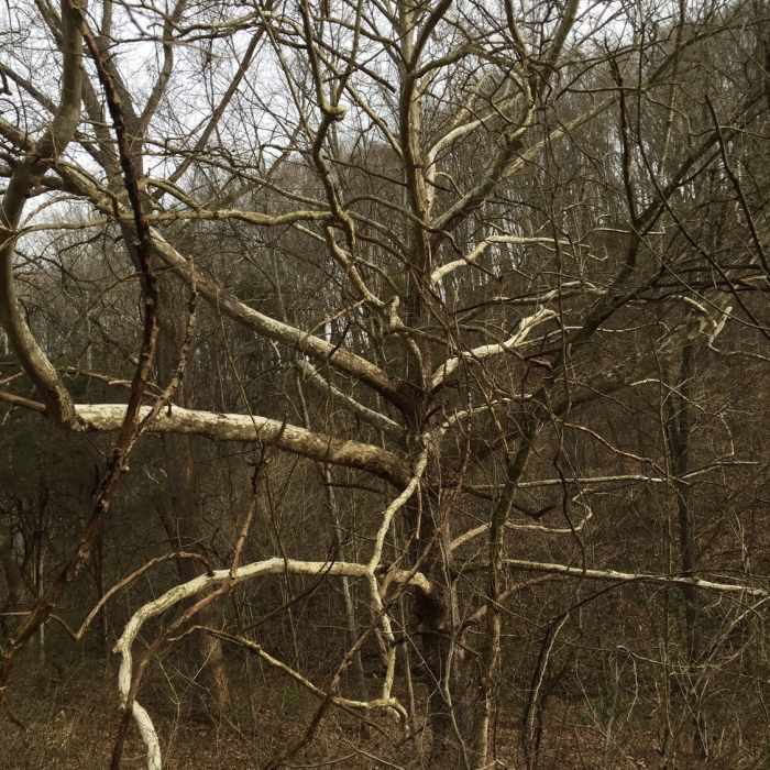 Near Sinking Waters Trail