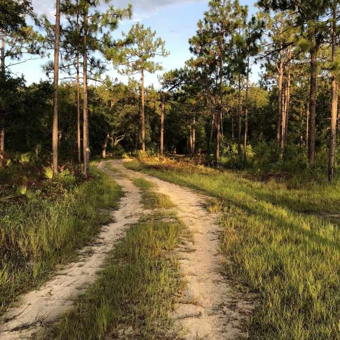 Near White Loop Trail
