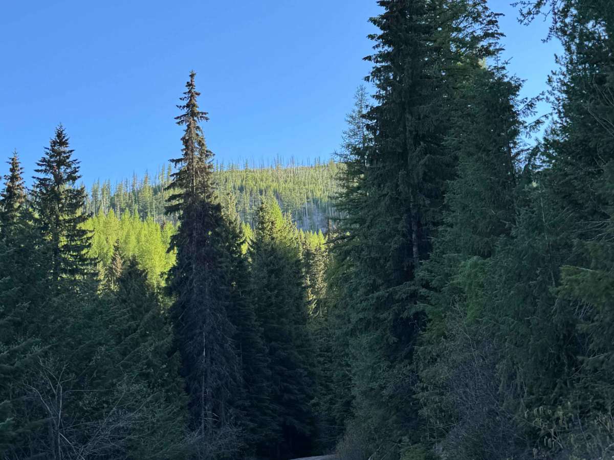 White Mountain Trail photo 3