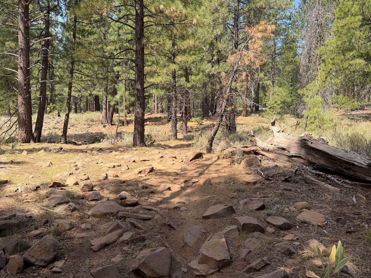 #42 trail photo