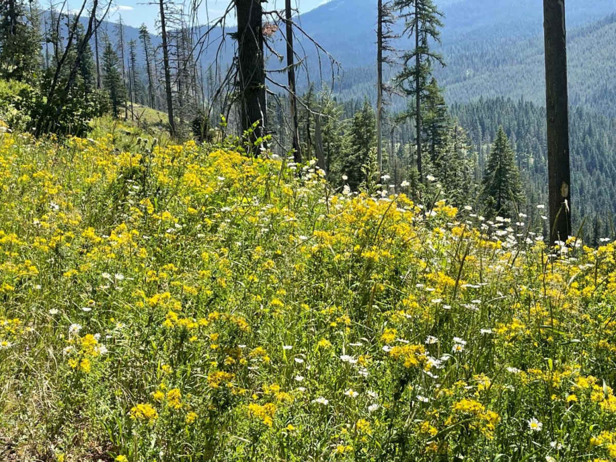 Echo Peak OHV photo 6