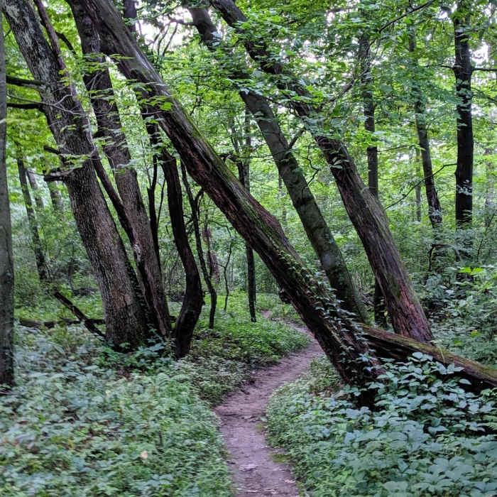 Winding through the woods Near Ice Age Trail-Cross Plains Segment