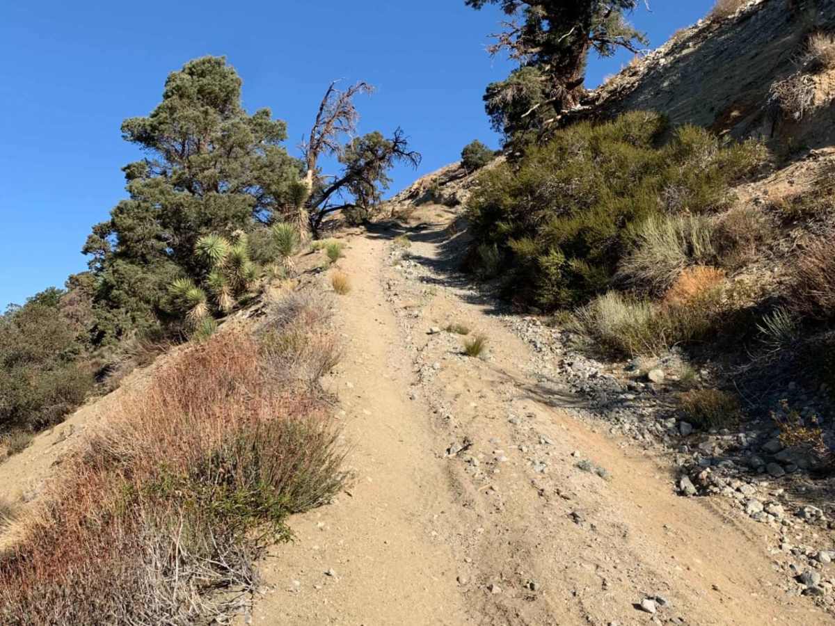 Big John Flat trail photo