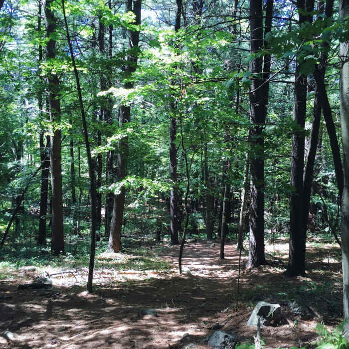 Near Boston Hill Loop