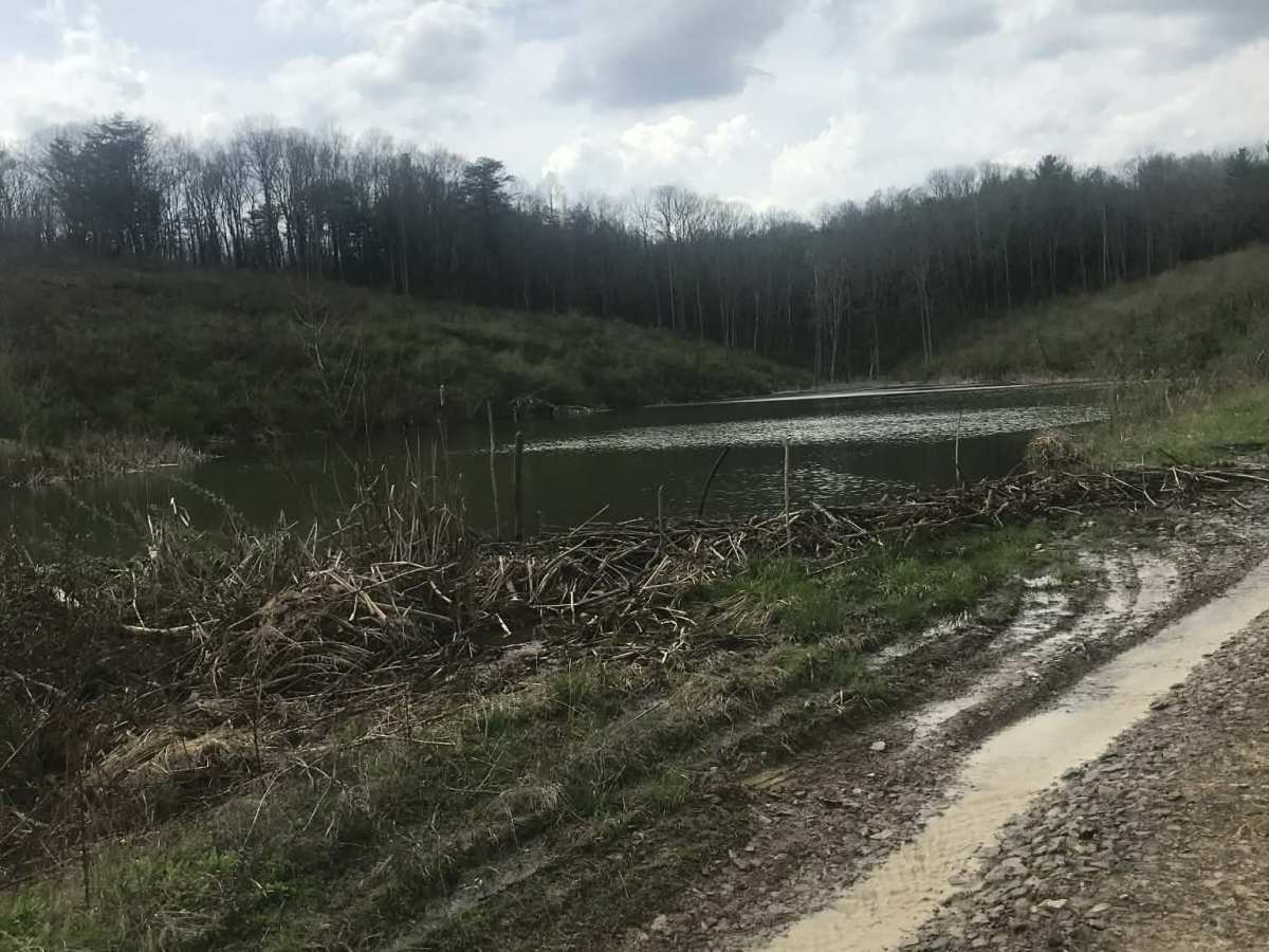 Stone Church Hollow  photo 4