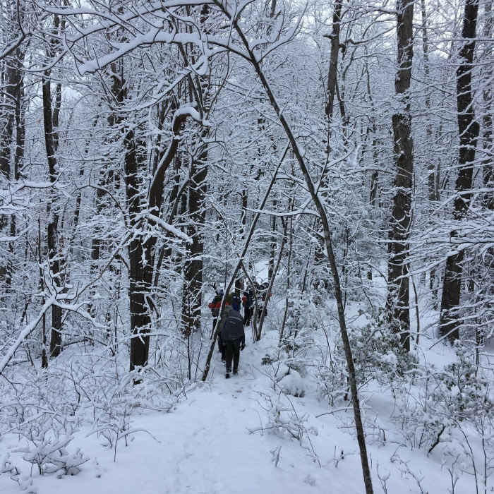 Heavy snow bends the boughs across the trail Near Low Gap Trail