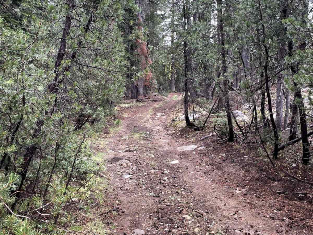 Old Tamarack photo 5