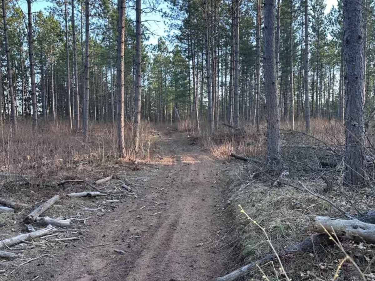 Zalesky Lake Trail photo 5