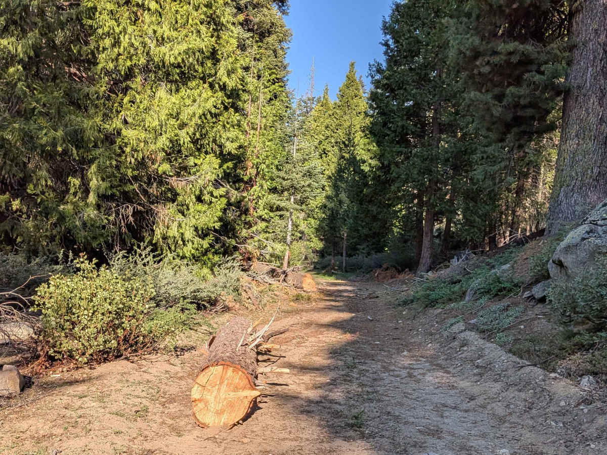 Redwood Meadow - FS 22S13 trail photo