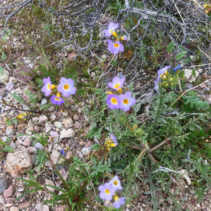 Near Furnace Creek Wash to Green Valley