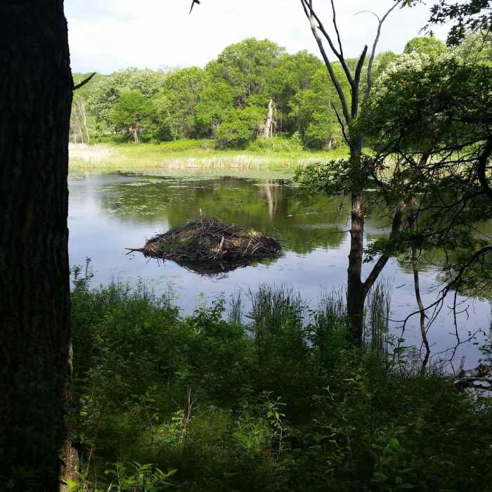 Beaver lodge Near William O'Brien Tour