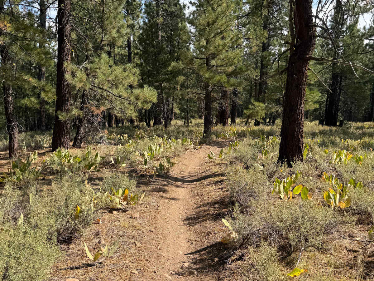 #32 trail photo