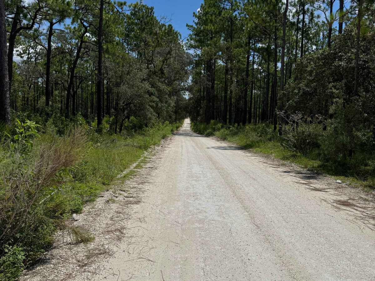 Trail 10 - Citrus WMA photo 5