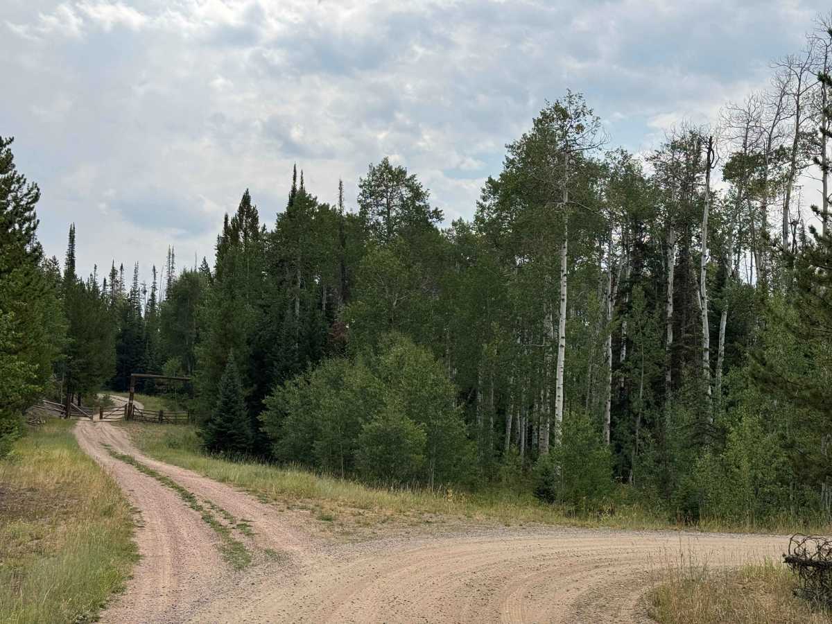 Wapiti Road - FS 441 photo 2