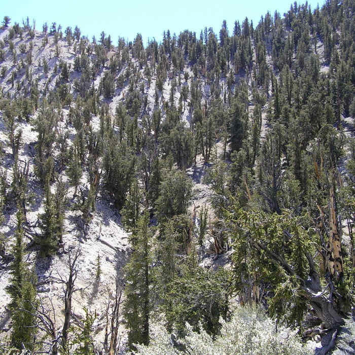 Near Methuselah Loop Trail