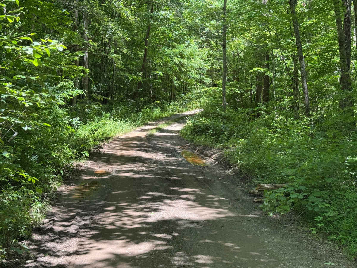 Swallow Creek - FS 99 photo 5