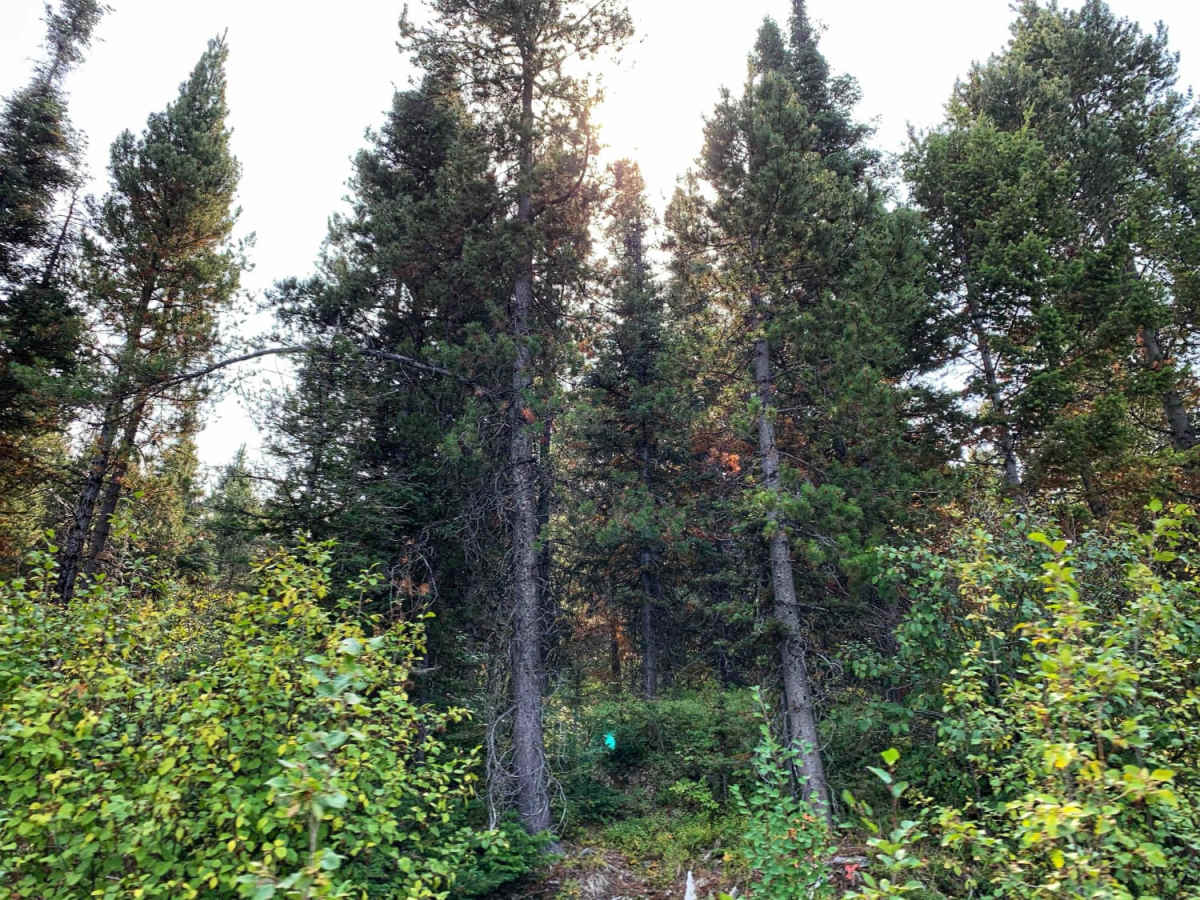Sawmill Ridge Run trail photo