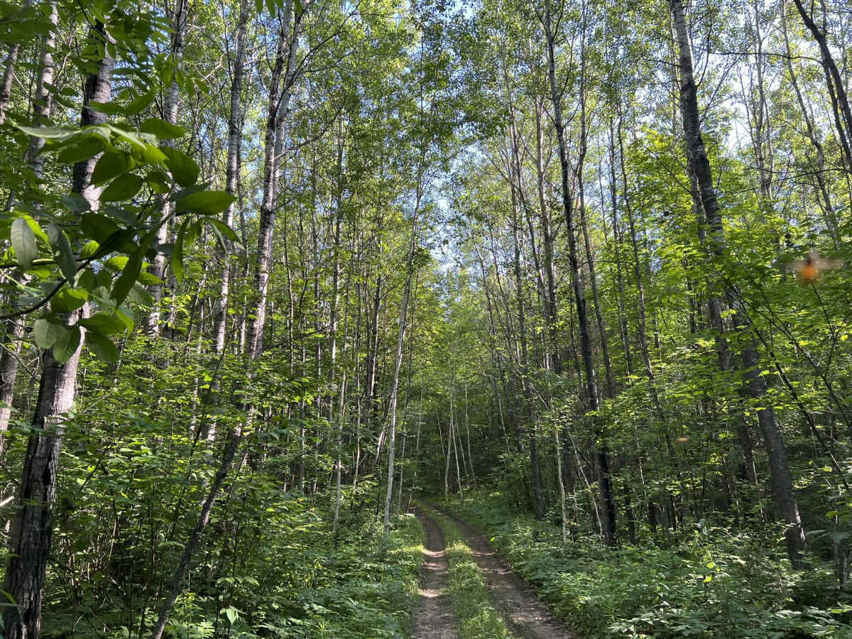 Wolf River Trail Forest County ATV/ SxS Access Trail photo 5