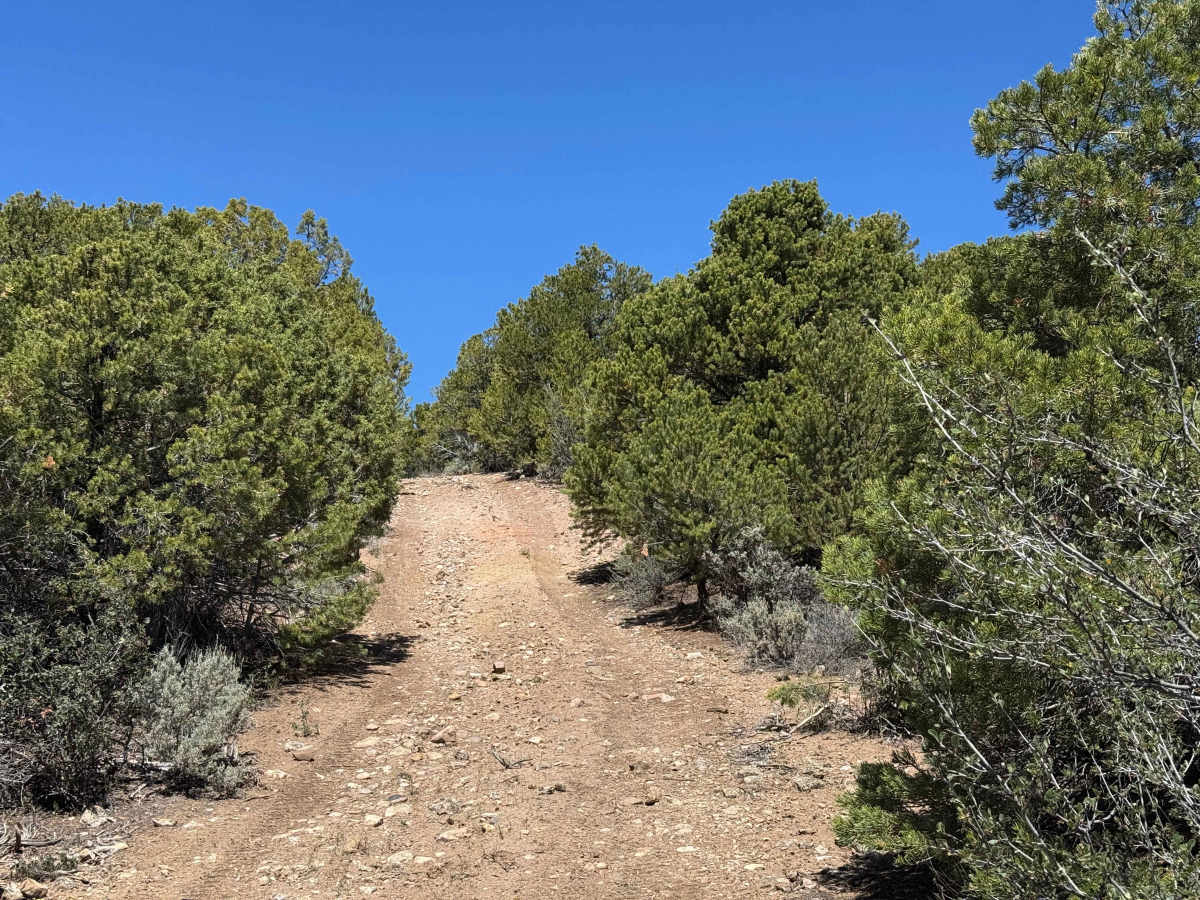 BLM 8484 photo 3