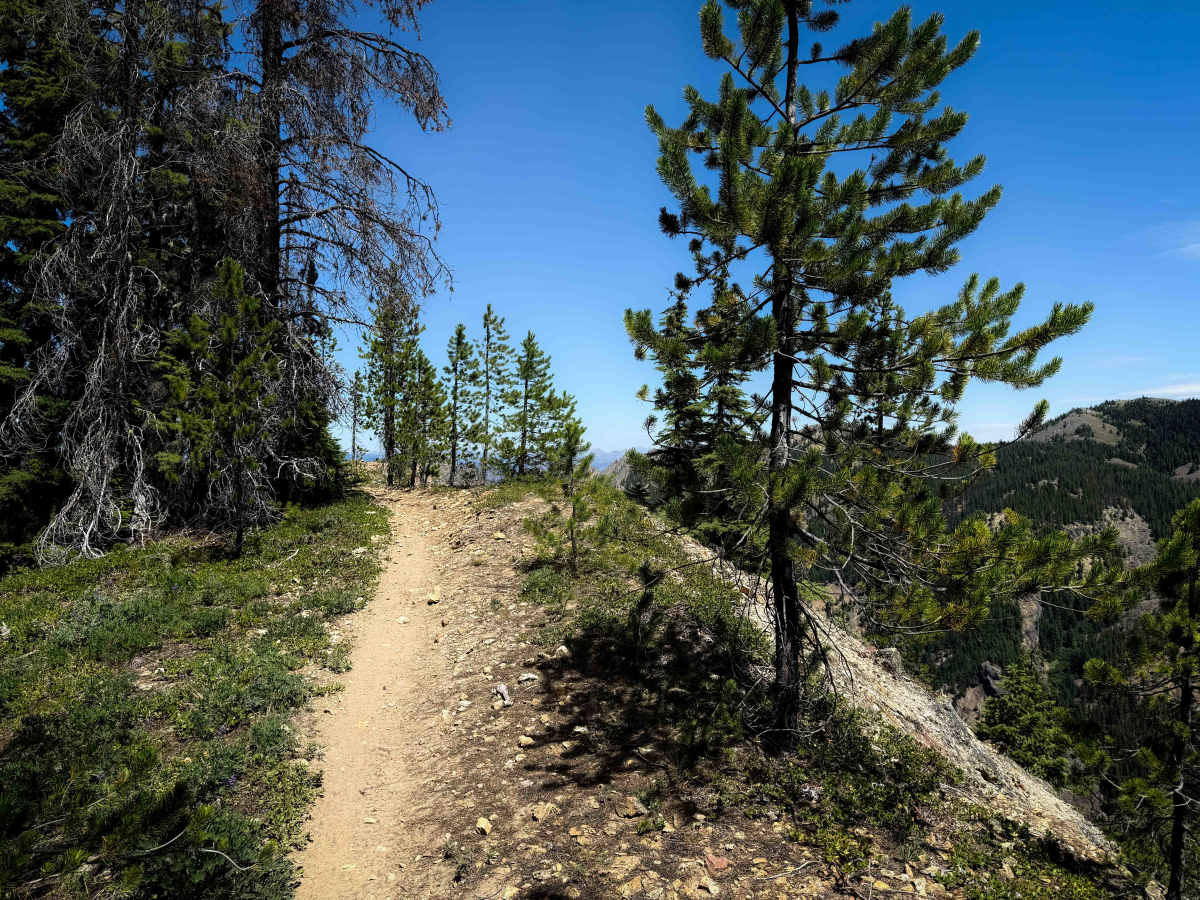 Blazed Ridge - FS 1333 trail photo