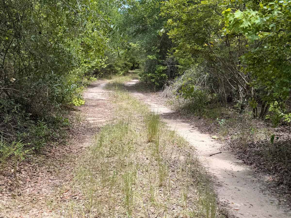 Swamp Camp Trail photo 6