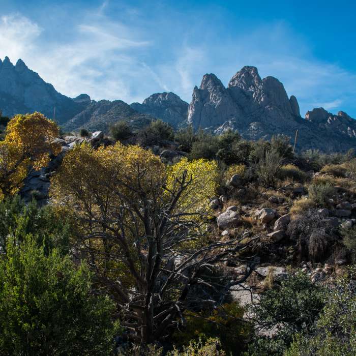 Pine Tree Trail Near Pine Tree Trail