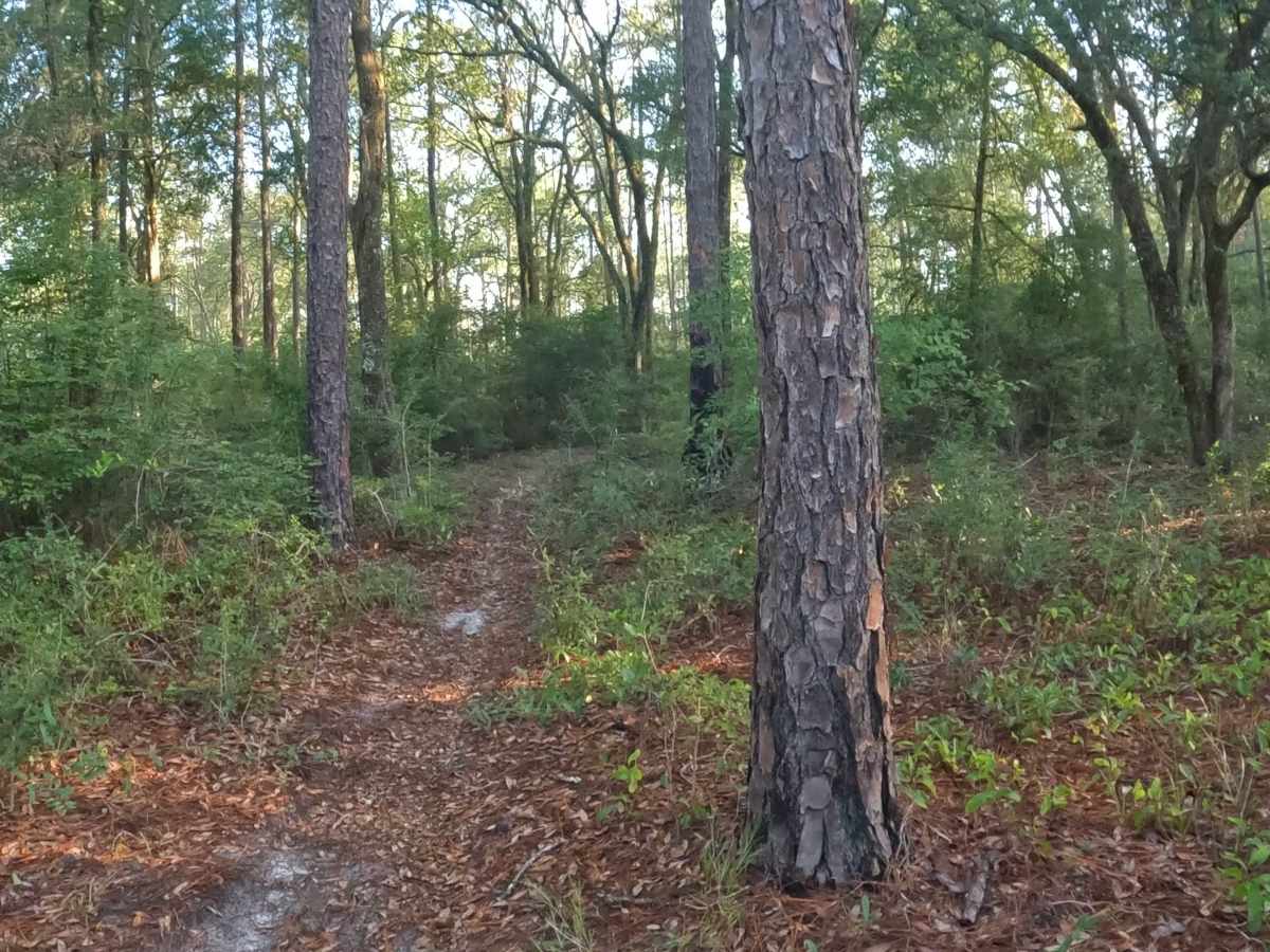 Southeast - FS 15 trail photo