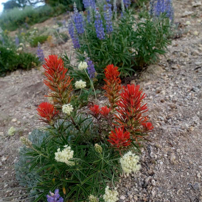 Near Mores Mountain Trail
