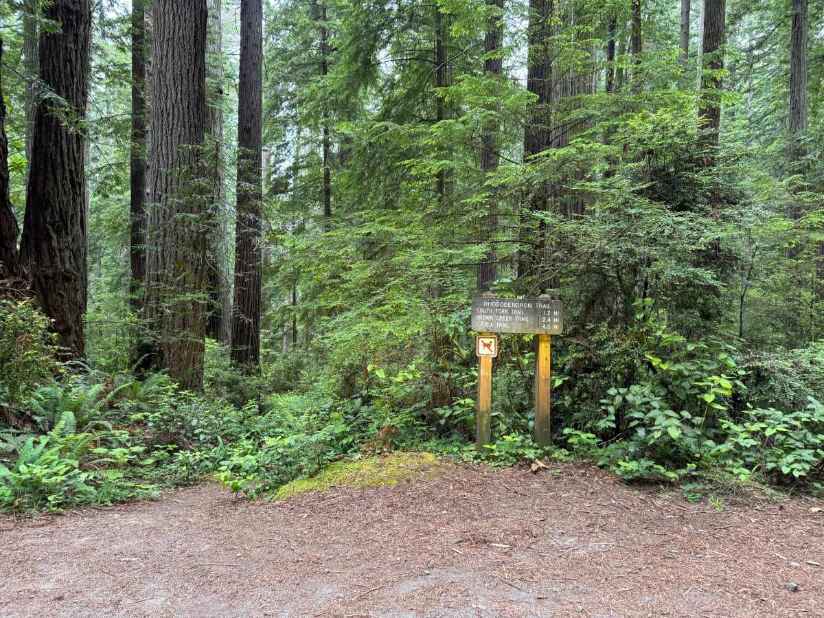 Cal Barrel - Redwood National Park photo 4