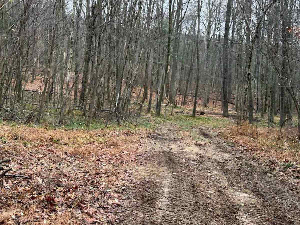 Holly Ave Outer Loop trail photo